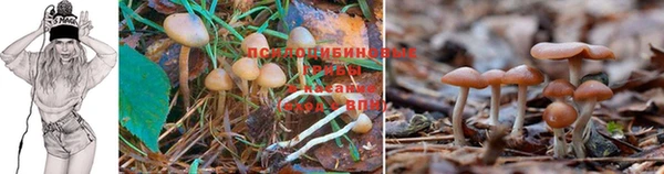 mdpv Пролетарск
